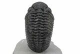 Phacopid Trilobite (Pedinopariops) - Rock Removed Under Shell #230351-1